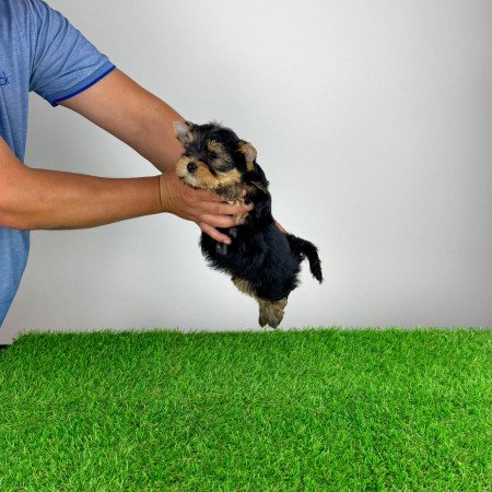 Törzskönyves Yorkshire terrier Yorki kiskutya