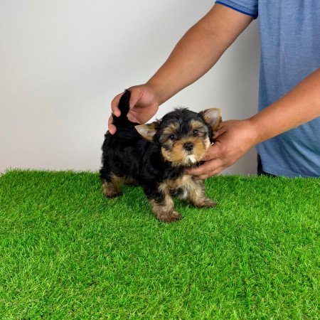 Törzskönyves Yorkshire terrier Yorki kiskutya