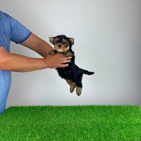 Törzskönyves Yorkshire terrier Yorki kiskutya