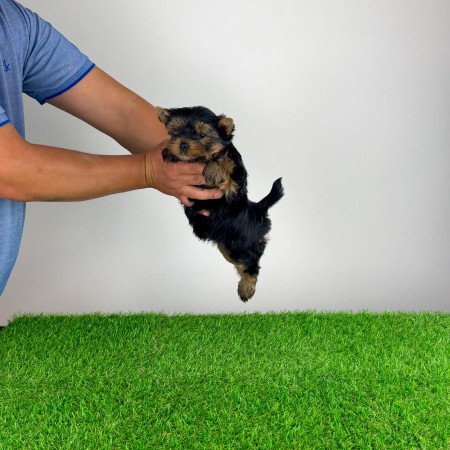Törzskönyves Yorkshire terrier Yorki kiskutya