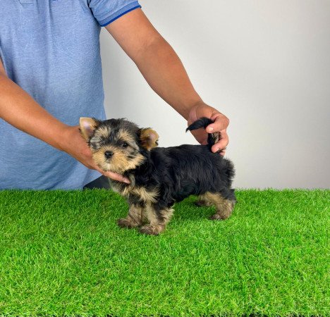 Törzskönyves Yorkshire terrier Yorki kiskutya