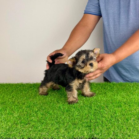 Törzskönyves Yorkshire terrier Yorki kiskutya