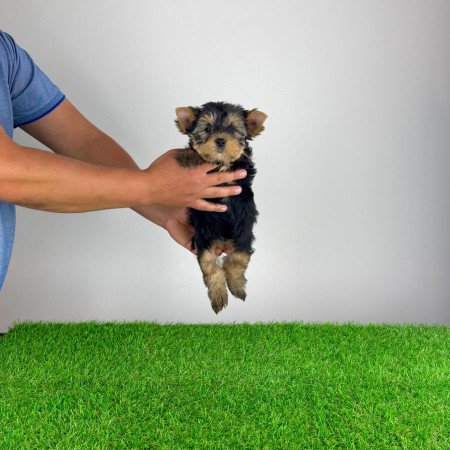 Törzskönyves Yorkshire terrier Yorki kiskutya