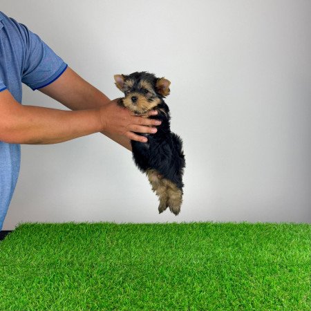 Törzskönyves Yorkshire terrier Yorki kiskutya