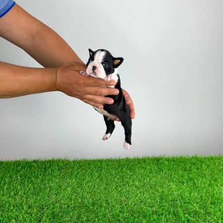 Törzskönyves Boston terrier szuka kiskutya
