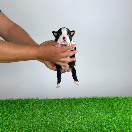 Törzskönyves Boston terrier szuka kiskutya