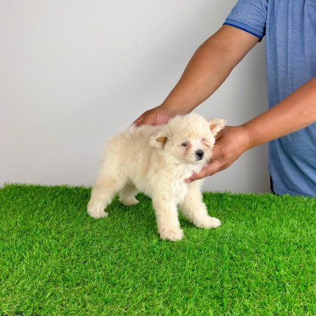 Pomapoo kiskutya