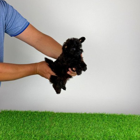 Pomapoo kiskutya