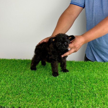 Pomapoo kiskutya