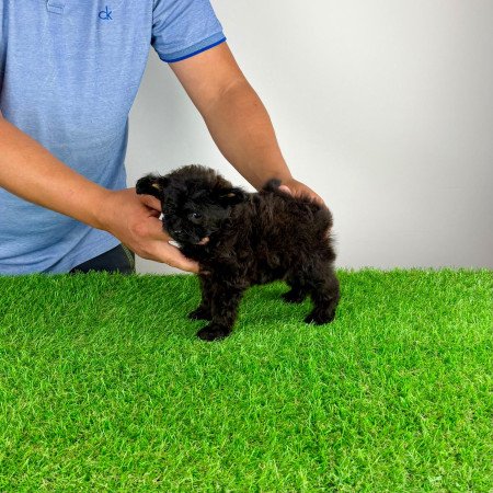 Pomapoo kiskutya