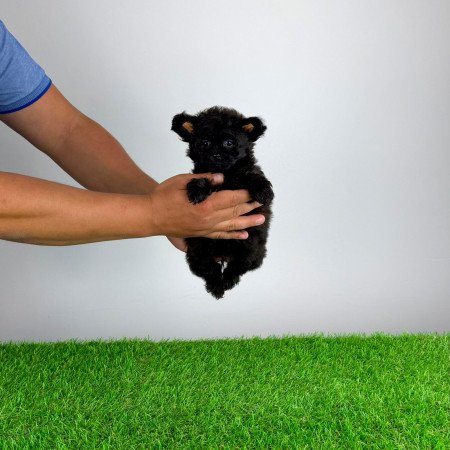 Pomapoo kiskutya