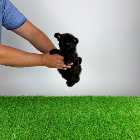 Pomapoo kiskutya