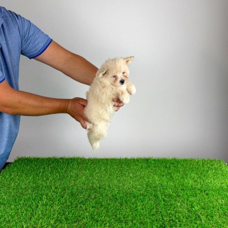 Pomapoo kiskutya