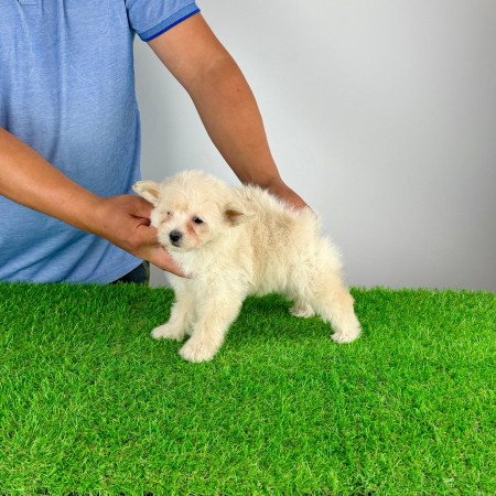 Pomapoo kiskutya