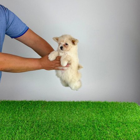 Pomapoo kiskutya