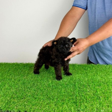 Pomapoo