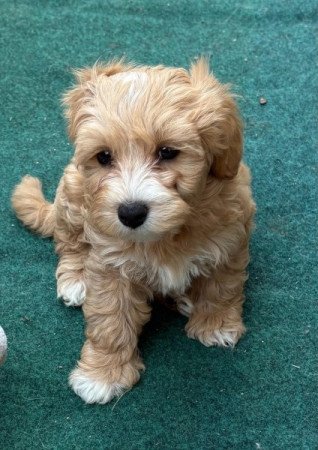 Maltipoo