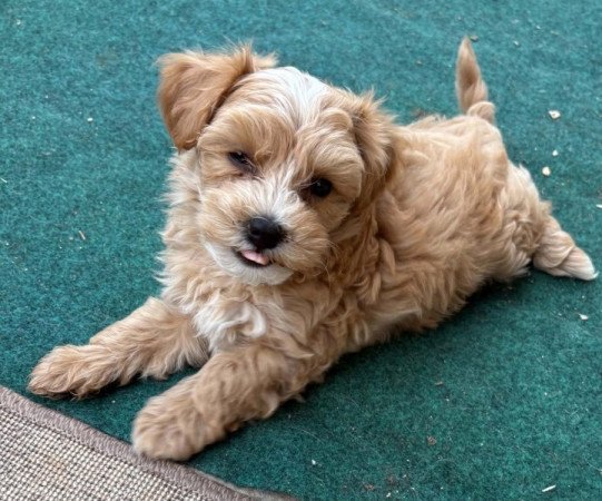 Maltipoo