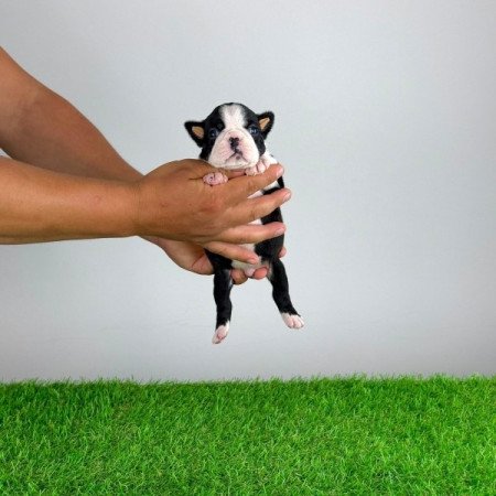 Boston terrier