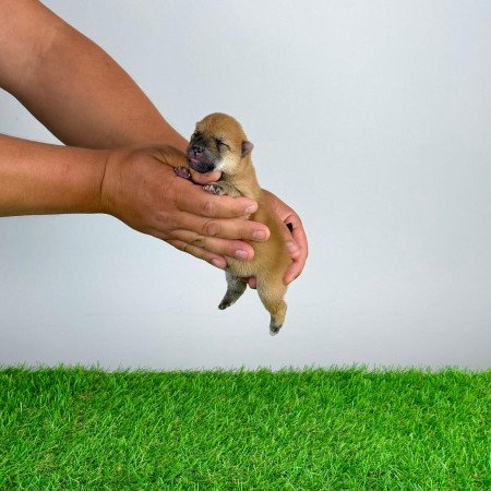 Törzskönyves Shiba Inu kiskutya