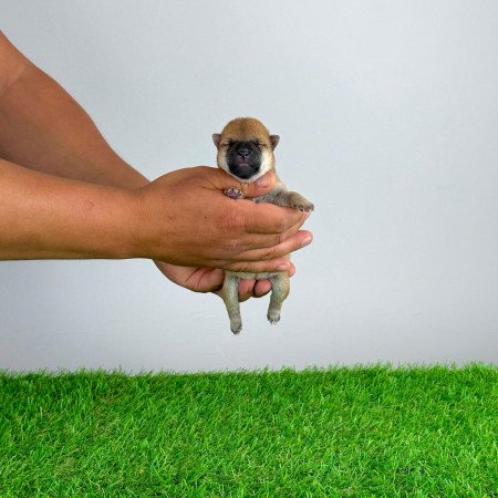 Törzskönyves Shiba Inu kiskutya