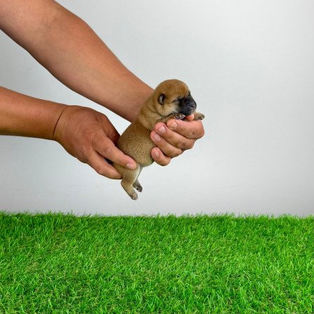 Törzskönyves Shiba Inu kiskutya