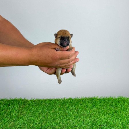 Törzskönyves Shiba Inu kiskutya