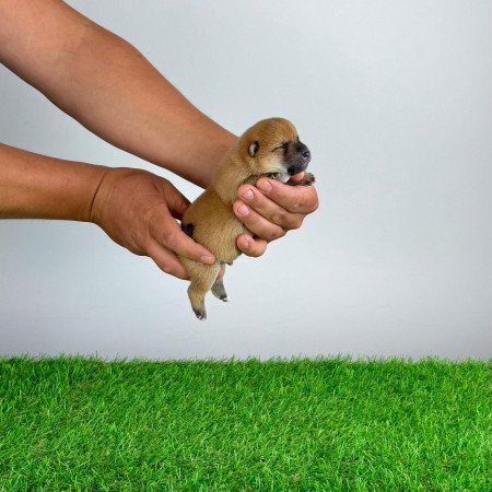 Törzskönyves Shiba Inu kiskutya
