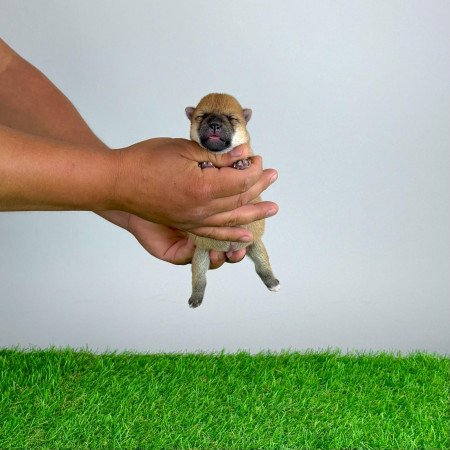Törzskönyves Shiba Inu kiskutya