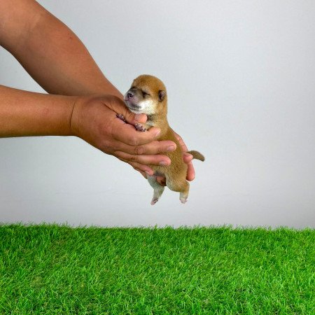 Törzskönyves Shiba Inu kiskutya
