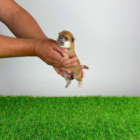 Törzskönyves Shiba Inu kiskutya