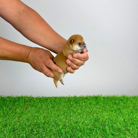 Törzskönyves Shiba Inu kiskutya