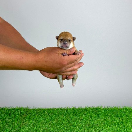 Törzskönyves Shiba Inu kiskutya