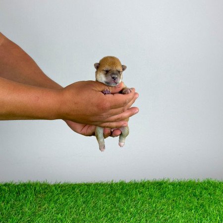 Törzskönyves Shiba Inu kiskutya