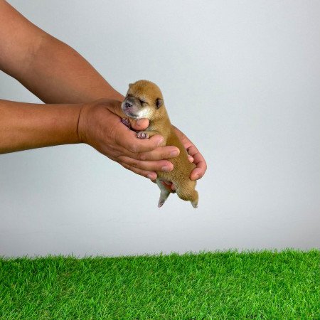 Törzskönyves Shiba Inu kiskutya