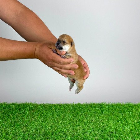 Törzskönyves Shiba Inu kiskutya