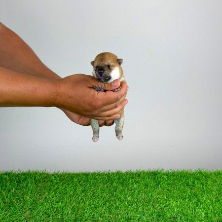 Törzskönyves Shiba Inu kiskutya