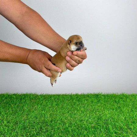 Törzskönyves Shiba Inu kiskutya