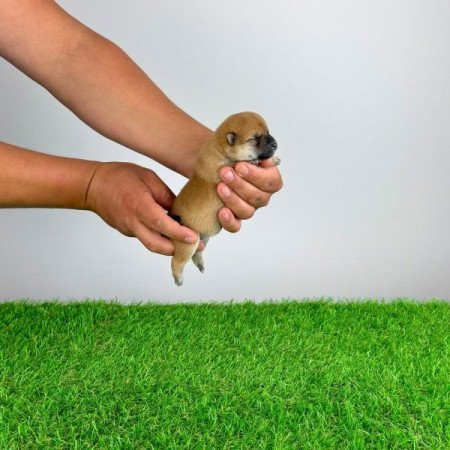 Shiba Inu
