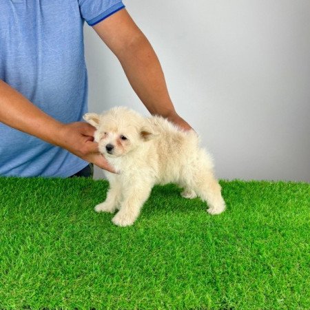 Pomapoo