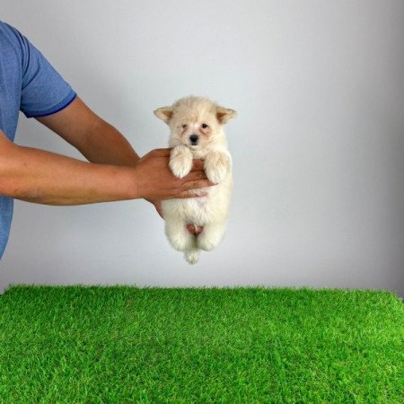 Pomapoo