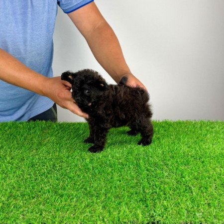 Pomapoo