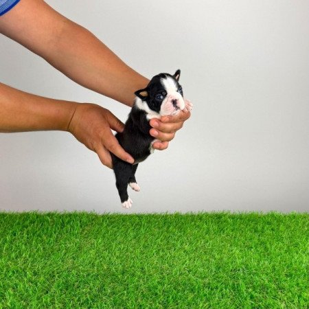 Boston terrier