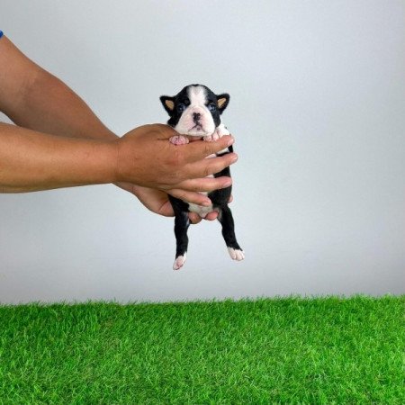 Boston terrier