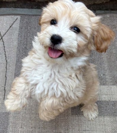 Maltipoo