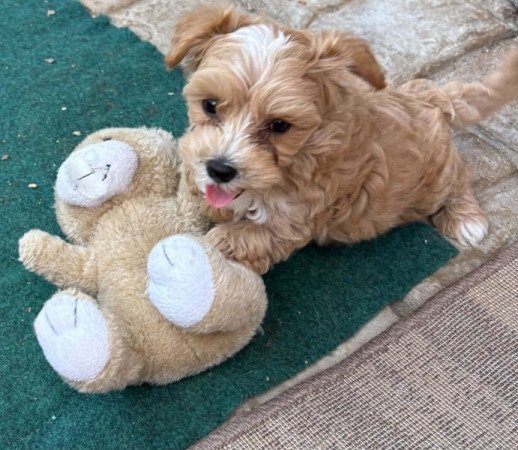 Maltipoo