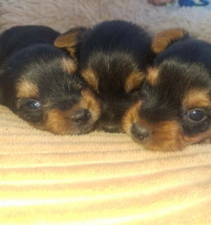 Yorki