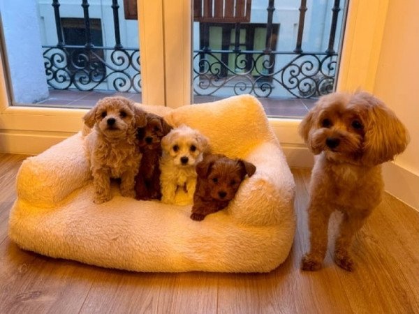 Maltipoo