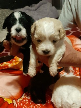 Bichon havanes