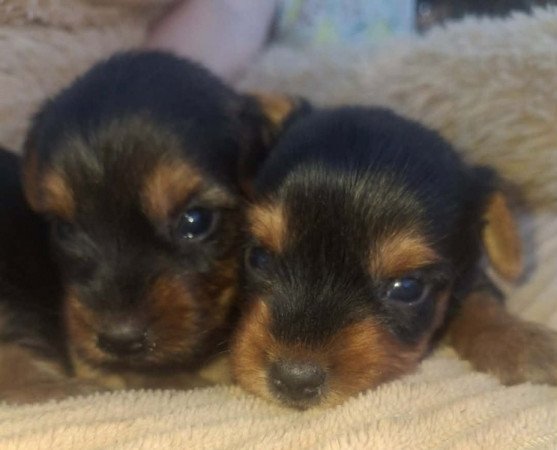Yorki
